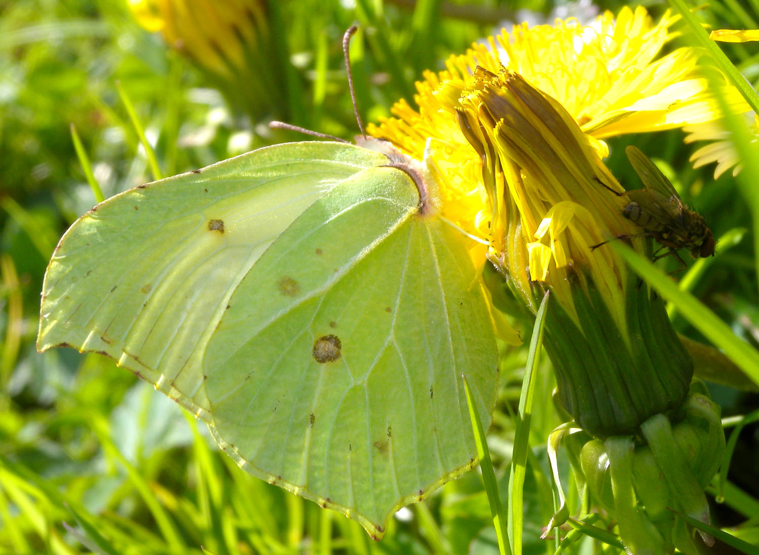 Coppia di Gonepteryx